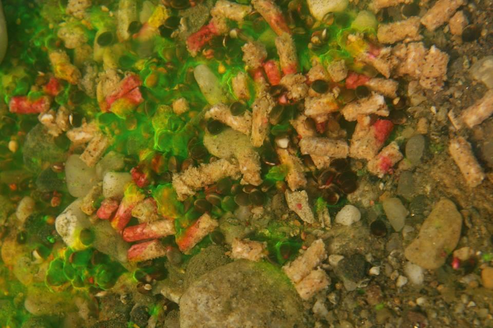 Underwater - 1173802504071533006171891335788n.jpg